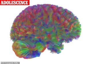 The period known as 'adolescence' (pictured) lasts between the ages of nine and 32 and is the most active period of development. Our brains become more efficient, and connections across different regions are strengthened