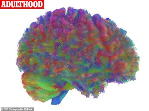 During 'adulthood' (pictured), the brain's structure stabilises, and our personality and intelligence reach a 'plateau'