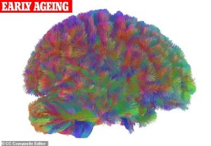 After adulthood, we hit the stage known as 'early ageing' at around 66 years old. At this time, the brain's connectivity gradually reduces, and the white matter starts to degenerate