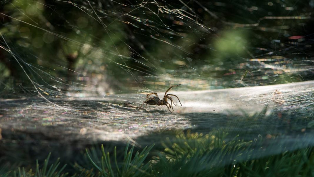 Experts say there's a 'good chance your Christmas tree could be carrying some unexpected passengers' (file image)