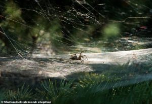 Experts say there's a 'good chance your Christmas tree could be carrying some unexpected passengers' (file image)