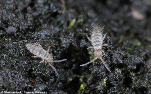 Tiny springtails (pictured) are the most abundant insect in the UK and can also live on festive firs (file image)