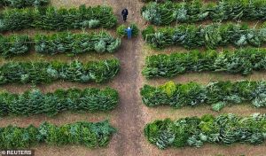 Some pests will choose a tree as their home to stay in until the weather warms up and the spring arrives. Pictured: A Christmas tree farm in Hatchmere, photographed last year