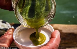 A concentrated sample of algae and bacteria near the intake crib on Lake Erie in 2019