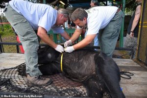 The commission issued 172 hunting permits, with each recipient allowed to kill one bear. Pictured isa bear killed in 205