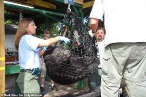 The hunt is to help control the black bear population that is more than 4,000 in Florida. Pictured is a bear killed in 2015