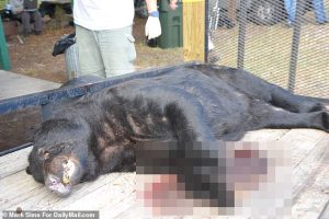 The last black bear hunt was in 2015 (PICTURED). Officials paused the hunt when more than 300 bears were killed in just two days