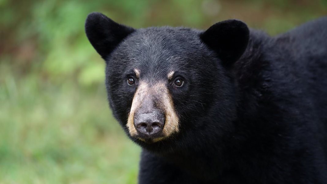 The last black bear hunt was in 2015 (PICTURED). Officials paused the hunt when more than 300 bears were killed in just two days