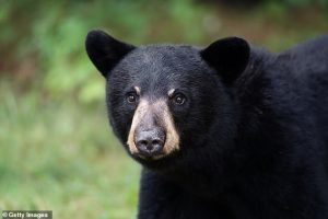 The FWC cited the most recent scientifically valid population estimate from 2015, which indicated roughly 4,050 bears statewide
