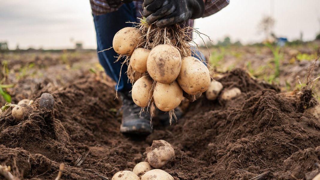 Potato shaws are the above–ground stems and leaves of a potato plant, which are traditionally discarded after harvest (file image)