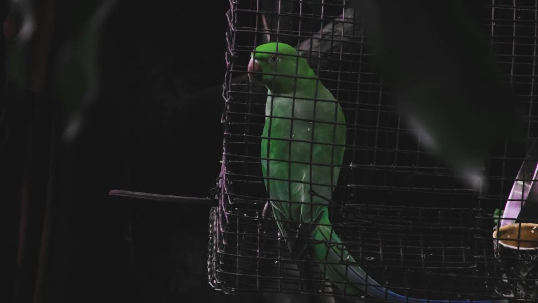 Parrots in small cages sometimes pluck out their feathers, an action linked to long-term stress. Representative image. | Photo Credit: Ojaswi Pratap Singh/Unsplash