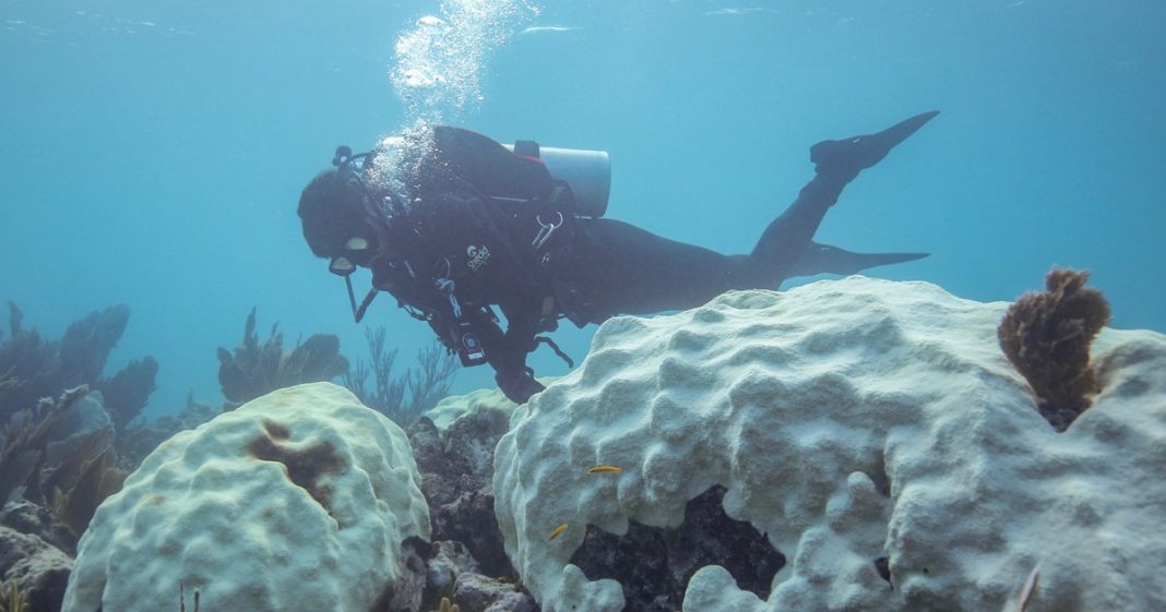 A diver surveys corals off Florida. After a marine heat wave in 2023, 97.8% to 100% of elkhorn and staghorn corals died in the Florida Keys and the Dry Tortugas.