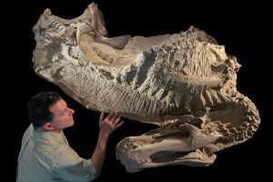 The fossilized “mummy” of the duck-billed dinosaur Edmontosaurus at the Fossil Lab in Chicago, Ill. Tyler Keillor/Fossil Lab / via Reuters