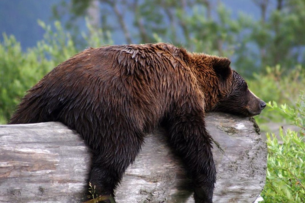 The mechanism behind hibernation has been elusive until now (Kevin Corbit/Amgen Inc/PA) (Kevin Corbit/Amgen Inc)