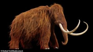 A relative of the elephant, the woolly mammoth is one of the most famous extinct creatures of all, commonly depicted with ultra-curvy tusks and a heavy woolly coat (file photo)