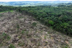 Deforestation is the process of permanently removing trees, often to make way for planting crops and cattle grazing to accommodate the human demand for food. Pictured, deforestation near Uruara, Para State, Brazil, January 21, 2023