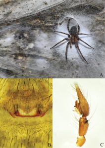 A female Tegenaria domestica in the sulphur cave