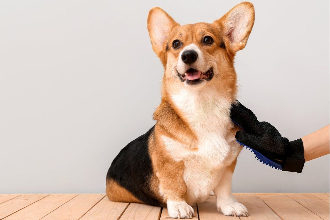 A new study has dispelled the idea that Victorians transformed dogs through selective breeding (Pixel-Shot - stock.adobe.com)