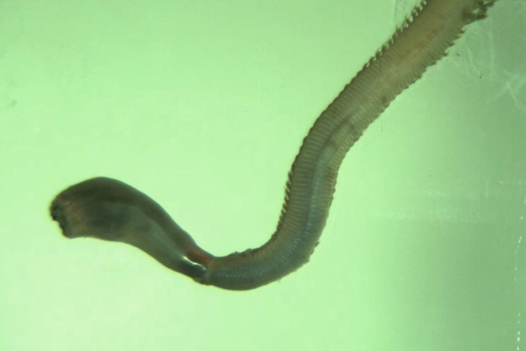 A bloodworm everts its proboscis