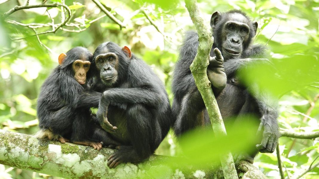 A group of chimpanzees in Uganda, 2010. | Photo Credit: USAID Africa Bureau