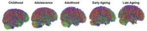 "Many of us feel our lives have been characterised by different phases. It turns out that brains also go through these eras"