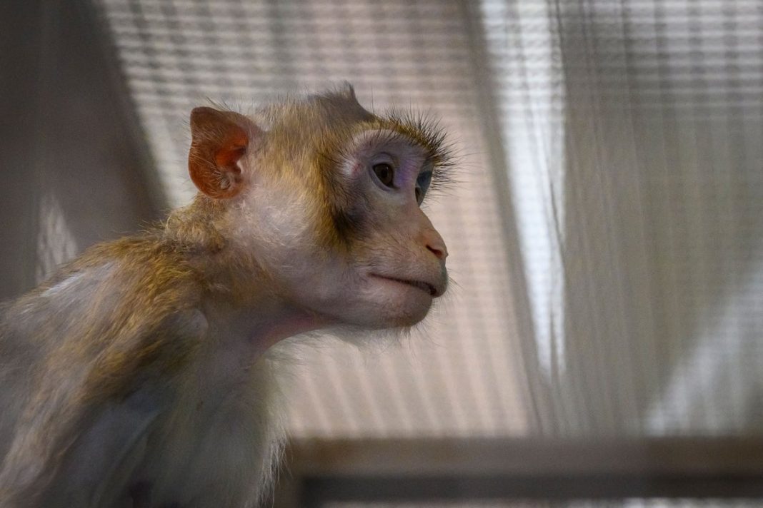 Lab monkeys escape after truck crashes in Mississippi