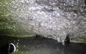 Sulphur cave spiders