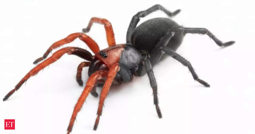 Rare Damarchus inazuma male-female spider