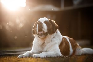 St. Bernards have no wolf DNA