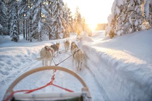Sled dogs generally have more wolf ancestry than other breeds