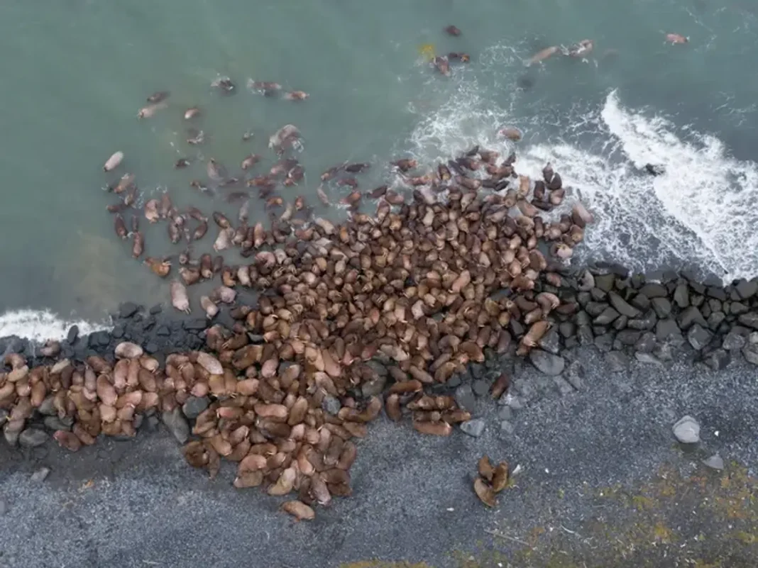 walrus haulout