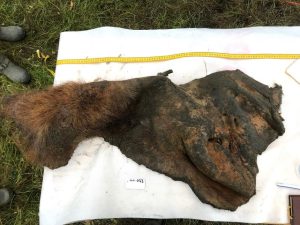 The skin and ear from part of the skull of a woolly mammoth that was one of 10 samples included in the study. The skin was discovered in 2018 in Belaya Gora, near the Indigirka River in Siberia.