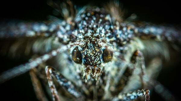 Hawaii is flooding its forests with half a million mosquitoes a week to make a difference in the future