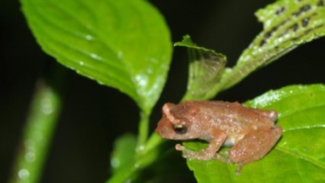 Eaglenest bush frog. Photo credit: Special arrangement