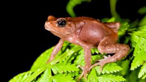 The discovery of these live-birth toads challenges textbook biology. (Photo: John Lyarkurwa)