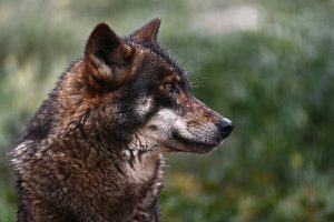 Wolves are thought to have formed a relationship with hunter-gatherers