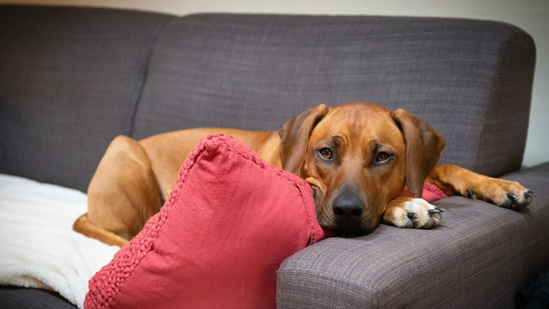 CBD is already used by many people for issues such as chronic pain, nausea and inflammation. A new analysis suggests that dogs might also experience some of these benefits (file photo)