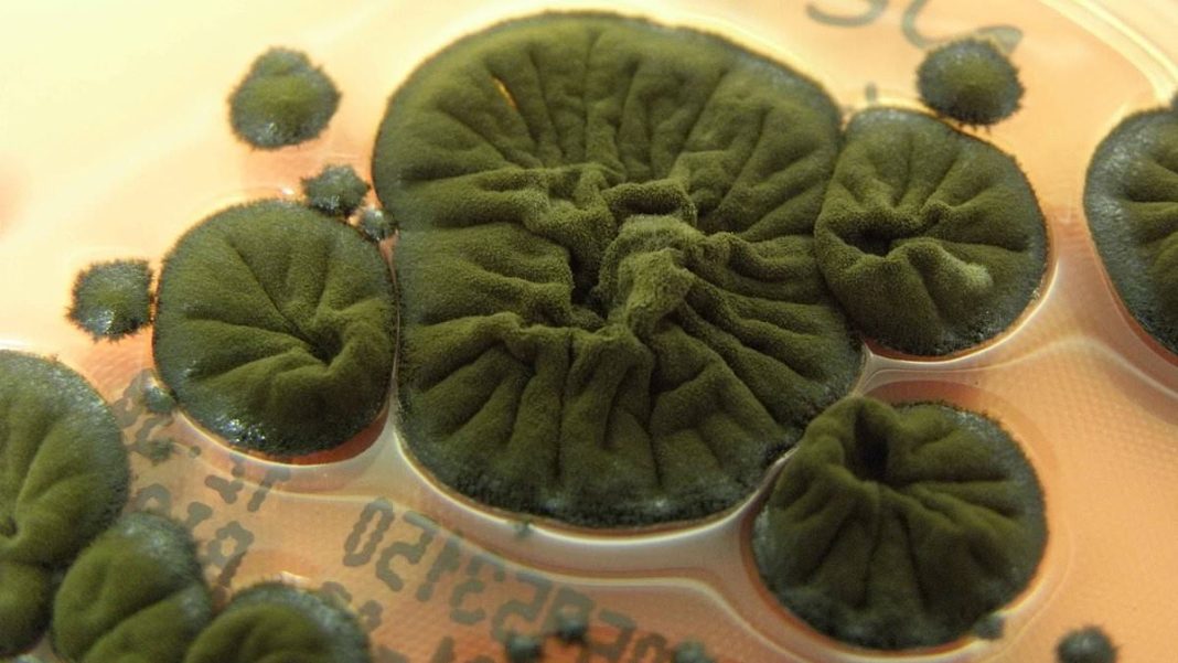 A dark green mold known as Cladosporium sphaerospermum has been found to feed on nuclear radiation, making it a potential building material for future moon bases