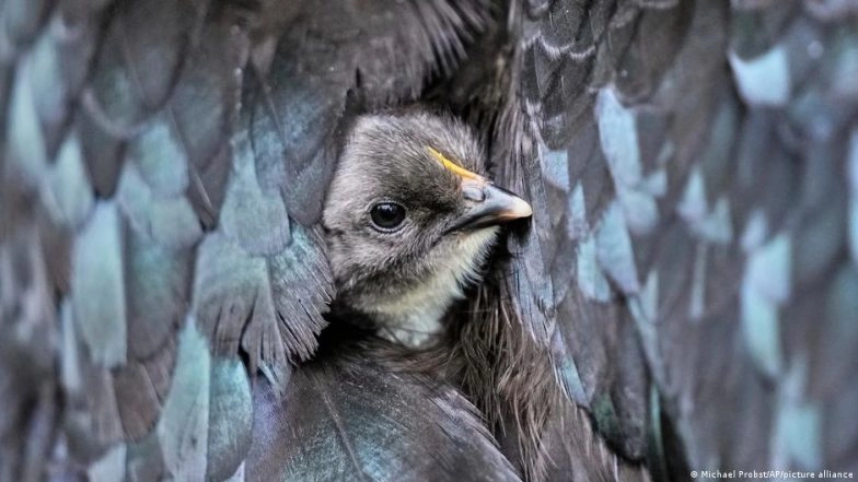 Representational Purpose Only (Photo Credits: File Image)