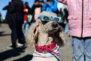 A dog wears glasses during an annular solar eclipse, in Santa Cruz, Argentina. (Photo: Reuters)