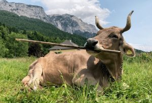 Veronika is a 13-year-old Swiss Brown cow living in the idyllic mountain village. (Photo: Antonio J. Osuna-Mascaró)