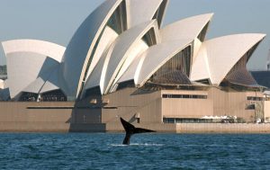 A whale shows its tail in front of the Sydney Opera House in Australia. (Photo: Reuters)