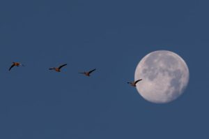 A flock of geese takes flight at sunrise, with the moon visible in the background. (Photo: Reuters)