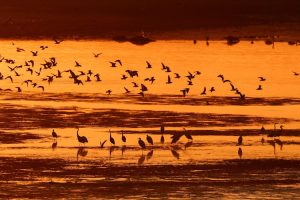 Cranes walk on the water as a flock of diving ducks flies at sunrise. (Photo: Reuters)