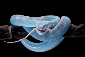 A blue viper eats a prey on top of a tree branch. (Photo: Getty)