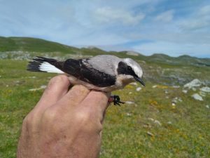 Northern Wheatear Oenanthe oenanthe equipped with a miniature multiple sensor. (Photo: iScience)