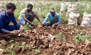 Workers harvest ginger in a field, at Ganadalu village in Chikkamagaluru. (Photo: PTI)