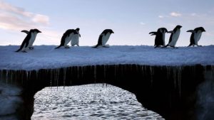 Under the worst-case scenario, the Antarctic Peninsula will become unrecognisable. Penguins will suffer as a result of this. (Photo: Getty)