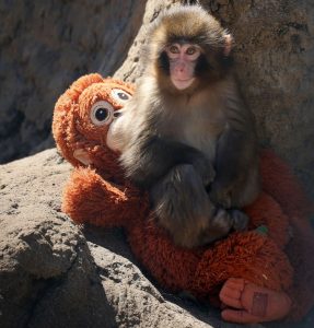 Punch with its stuff toy | Photo: Getty Images