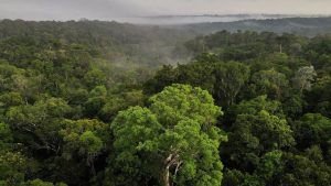Loss of 80 million hectares in the Amazon may have slashed rainfall benefits by nearly $5bn per year. (Photo: AP)